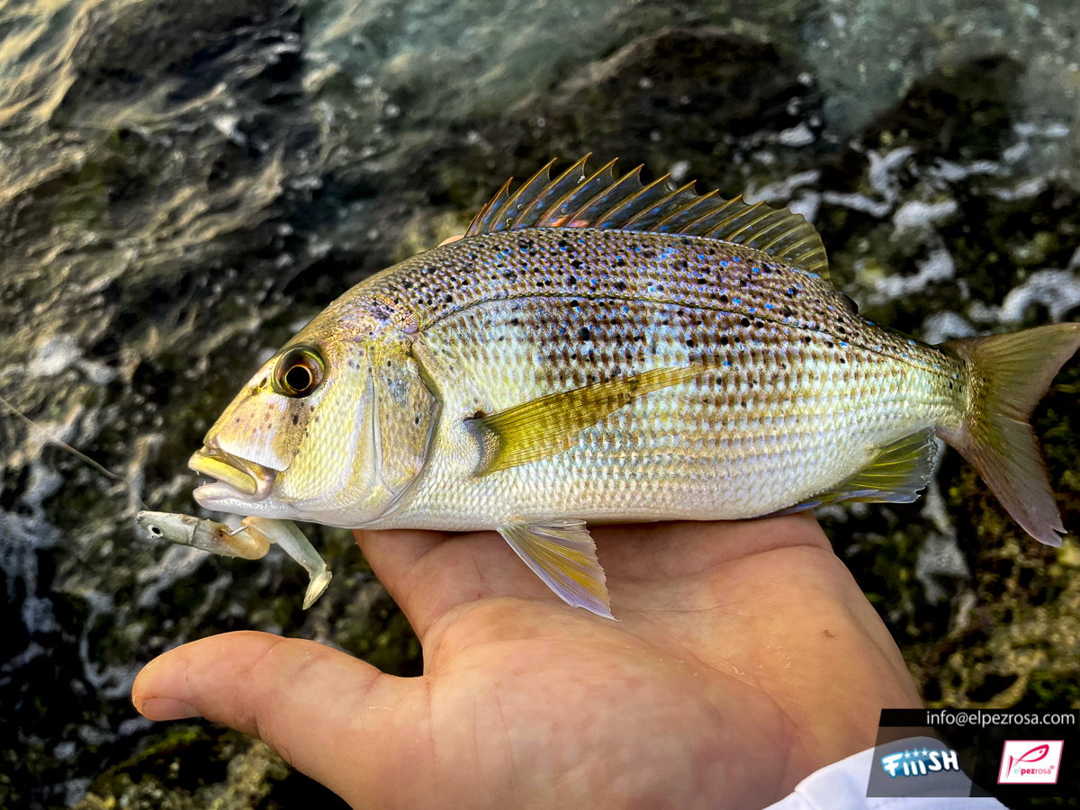 Peque?o dent?n pescado con el Black Minnow de Fiiish